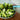 Broccoli Extract