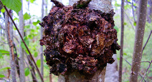 Why Chaga Mushrooms Continue To Gain In Popularity