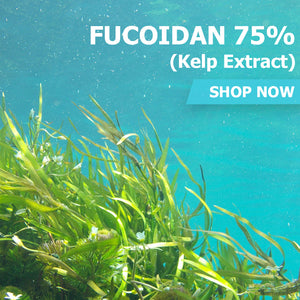 Fucoidan 75% (Kelp Extract)