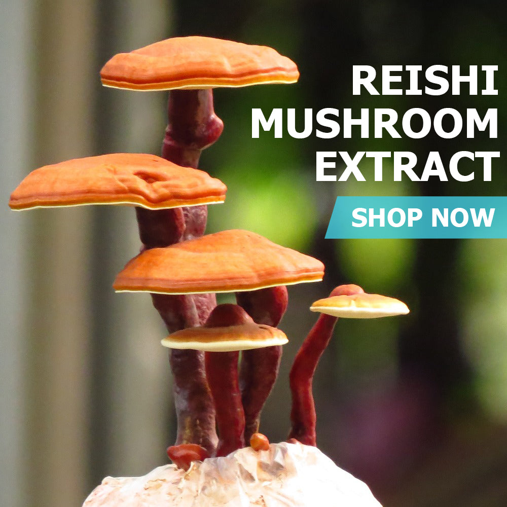 Reishi Mushroom