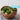 Alpha Lipoic Acid (R-ALA) (Thioctic Acid)