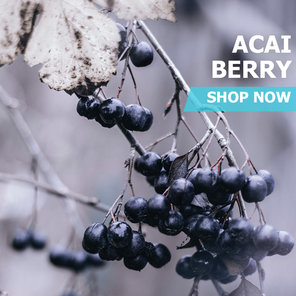 Acai Berry Powder Bulk