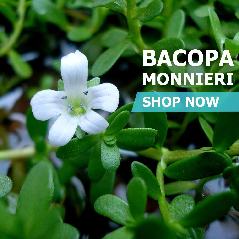 Bacopa Monnieri Powder