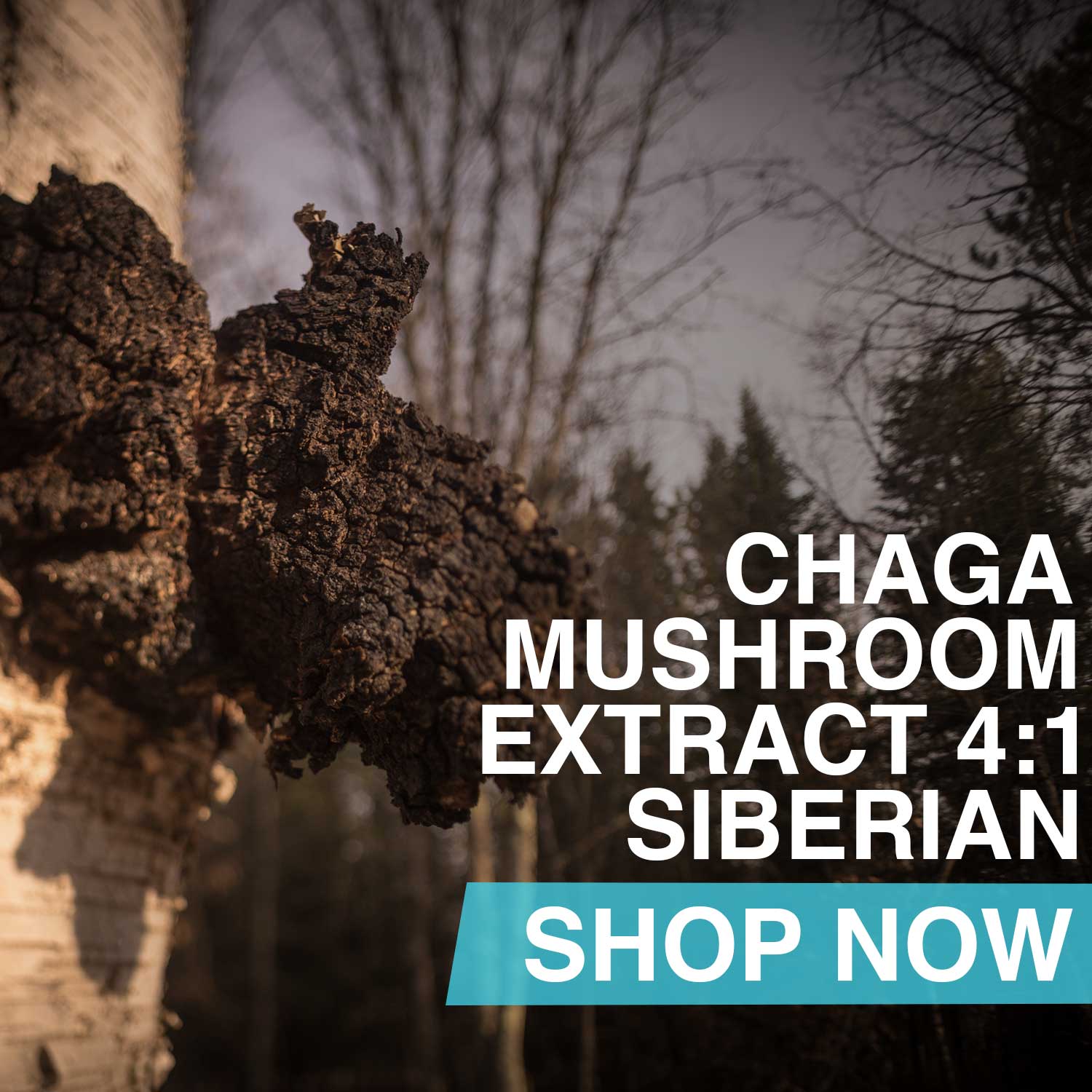 Chaga Mushroom Extract 4:1