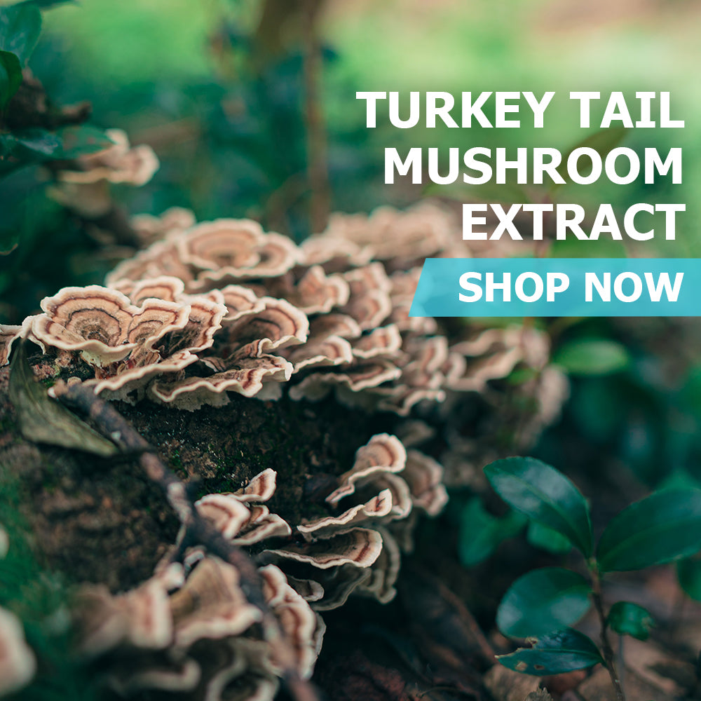 Turkey Tail Mushroom Extract